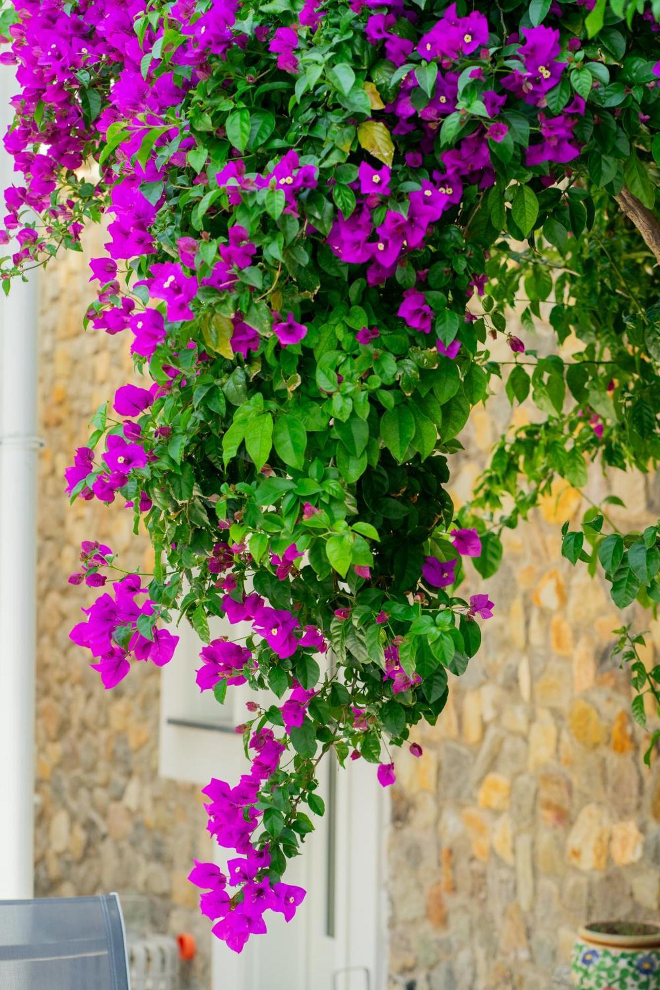 Villa Acacia 폰차 외부 사진