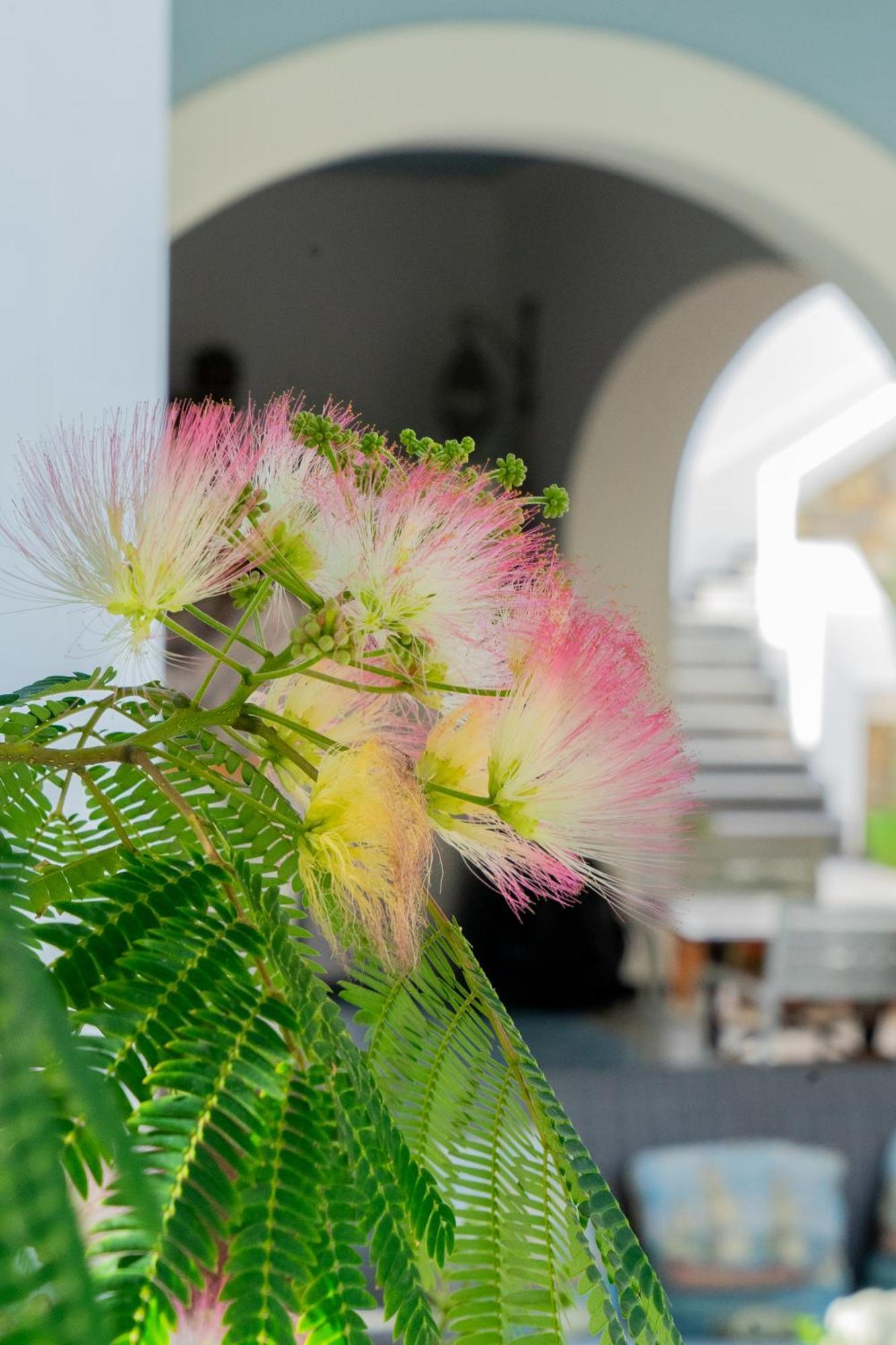 Villa Acacia 폰차 외부 사진